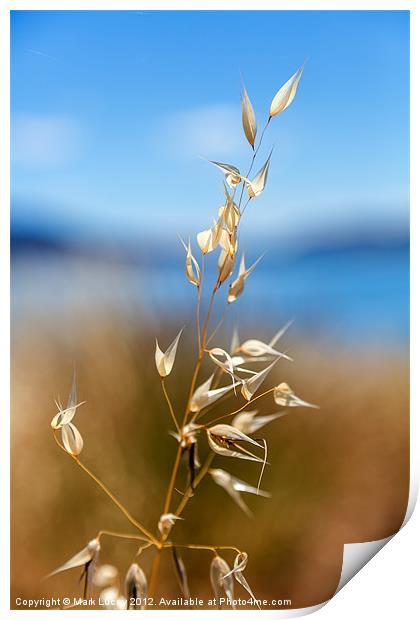 Pod by the Lake Print by Mark Lucey