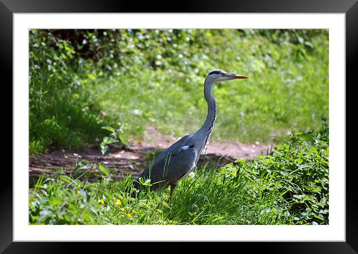 Grey Heron Framed Mounted Print by graham young