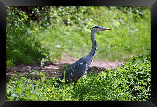 Grey Heron Framed Print by graham young