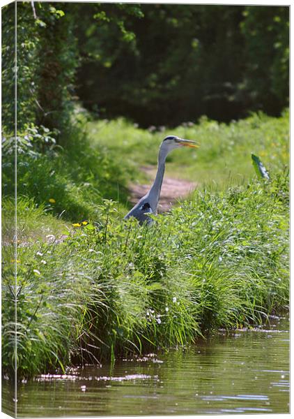 Grey Heron Canvas Print by graham young