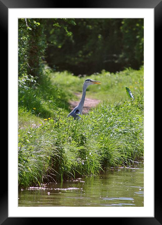 Grey Heron Framed Mounted Print by graham young