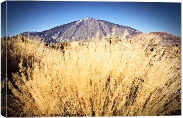 Golden grass and Teide Canvas Print by Phil Crean