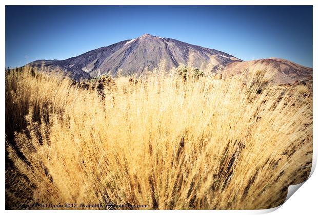 Golden grass and Teide Print by Phil Crean