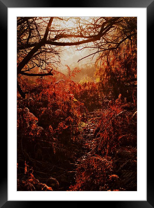 Well trodden pathway Framed Mounted Print by Dawn Cox