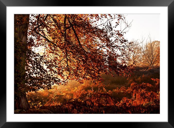 Autumn Tones at Knole Framed Mounted Print by Dawn Cox