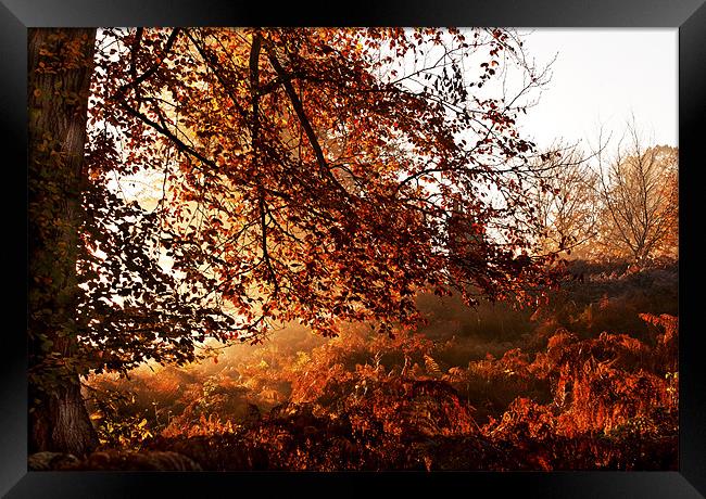 Autumn Tones at Knole Framed Print by Dawn Cox