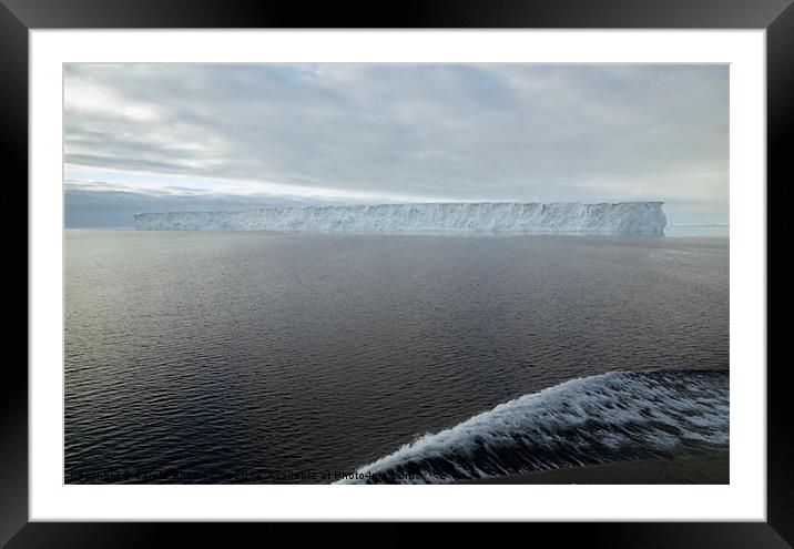 Iceberg and Polinya in the Ross Sea Framed Mounted Print by Carole-Anne Fooks