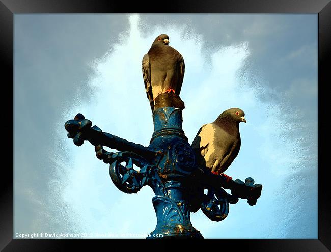 CROSS PIGEON Framed Print by David Atkinson