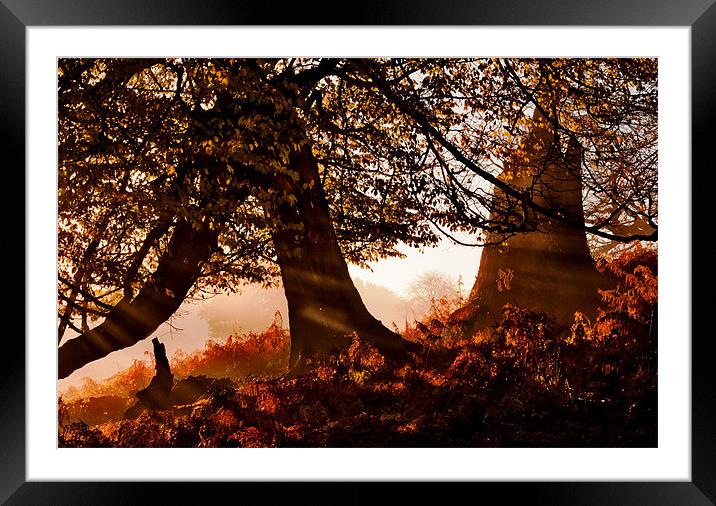 Capture the Light Framed Mounted Print by Dawn Cox
