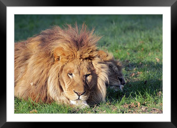 lions sleeping Framed Mounted Print by Martyn Bennett