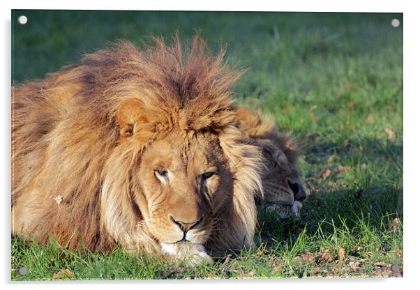 lions sleeping Acrylic by Martyn Bennett