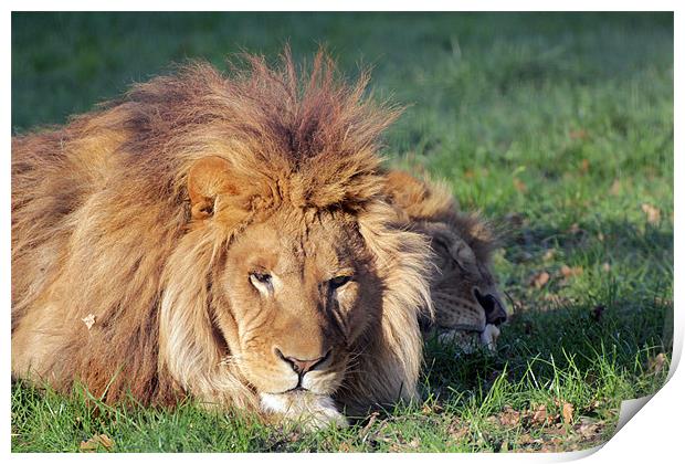 lions sleeping Print by Martyn Bennett