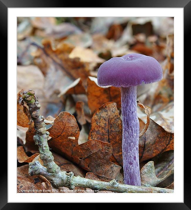 Amethyst Deceiver(Laccaria amethystina) Framed Mounted Print by Mark  F Banks