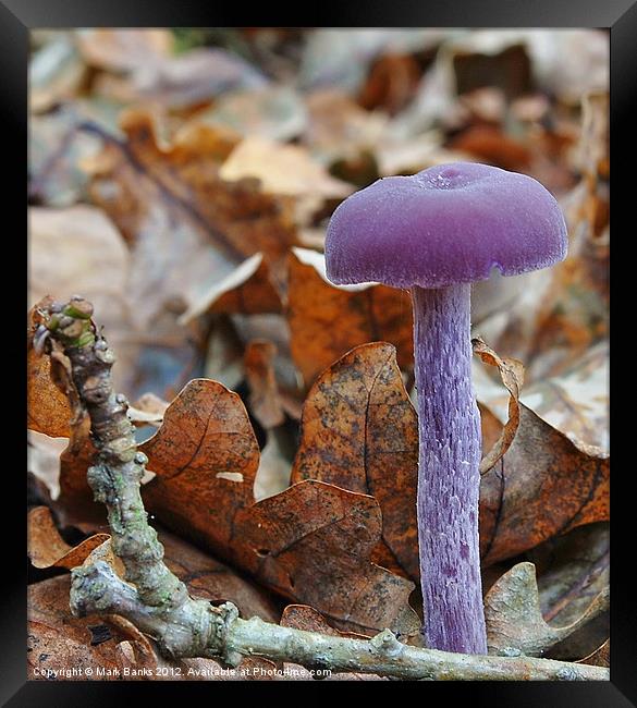 Amethyst Deceiver(Laccaria amethystina) Framed Print by Mark  F Banks