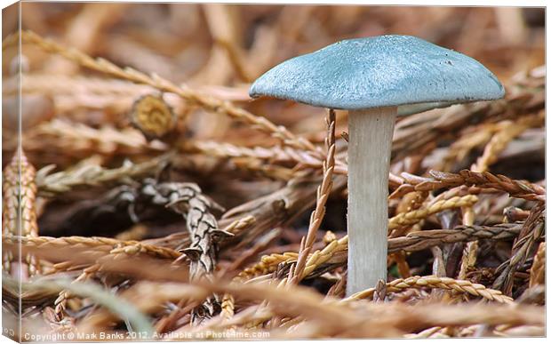 Aniseed Toadstool [ Clitocybe Odora ] Canvas Print by Mark  F Banks