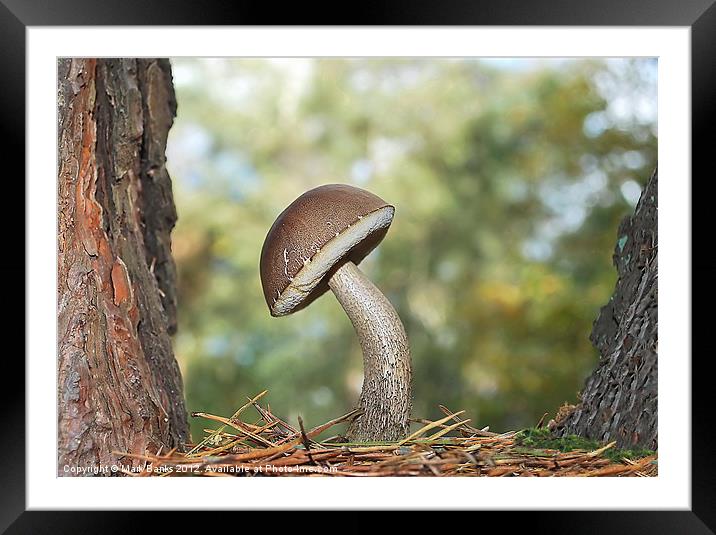 Take A Bow  [ Bolete  Mushroom ] Framed Mounted Print by Mark  F Banks