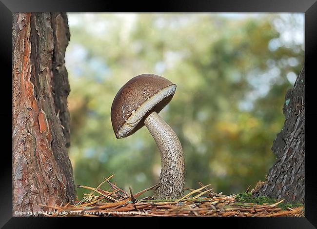 Take A Bow  [ Bolete  Mushroom ] Framed Print by Mark  F Banks