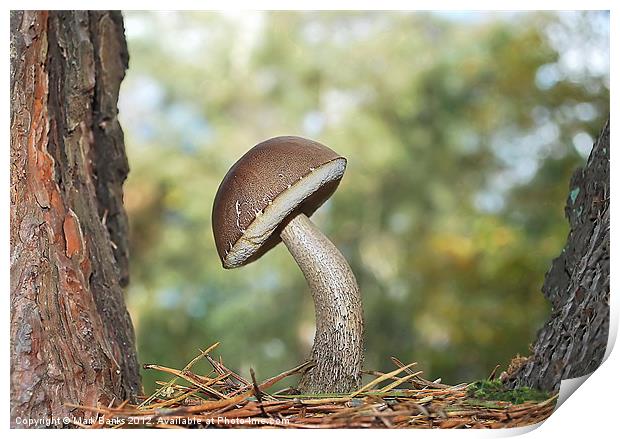 Take A Bow  [ Bolete  Mushroom ] Print by Mark  F Banks
