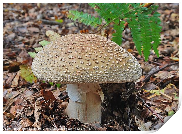 Amanita rubescens Print by Mark  F Banks