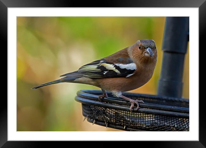 Chaffinch on feeder Framed Mounted Print by Bill Simpson