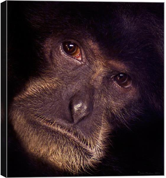 Chimpanzee Portrait Canvas Print by John Dickson