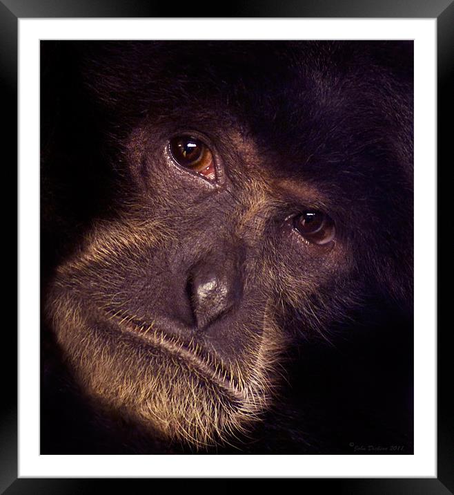 Chimpanzee Portrait Framed Mounted Print by John Dickson
