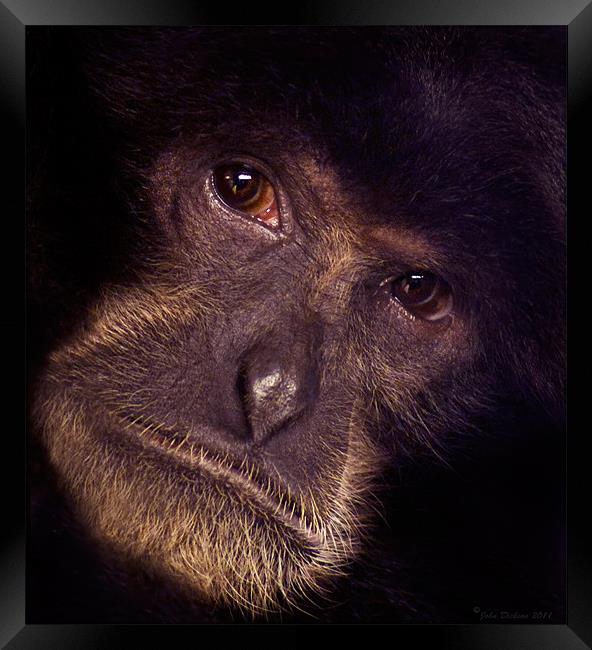 Chimpanzee Portrait Framed Print by John Dickson