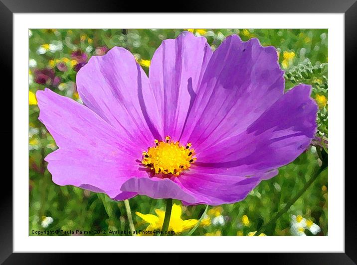 Cosmos wildflower Framed Mounted Print by Paula Palmer canvas