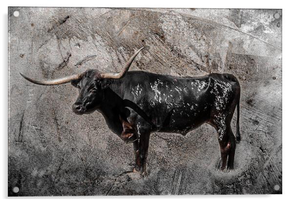 Texas Longhorn Acrylic by Doug Long