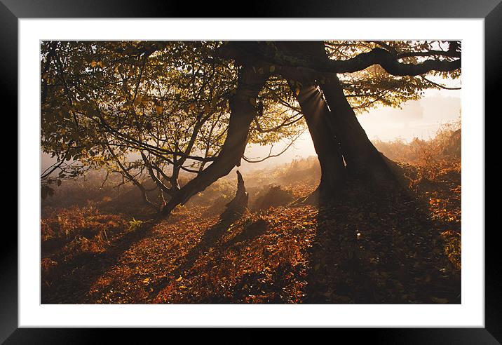 The Lightning Tree Framed Mounted Print by Dawn Cox