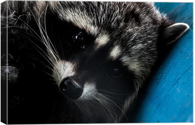 Close Up Of Raccoon on Blue I Canvas Print by Chris Hill