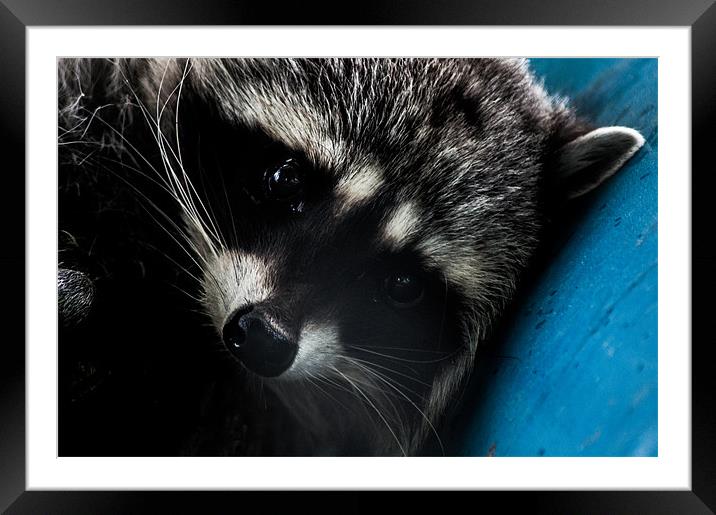 Close Up Of Raccoon on Blue I Framed Mounted Print by Chris Hill
