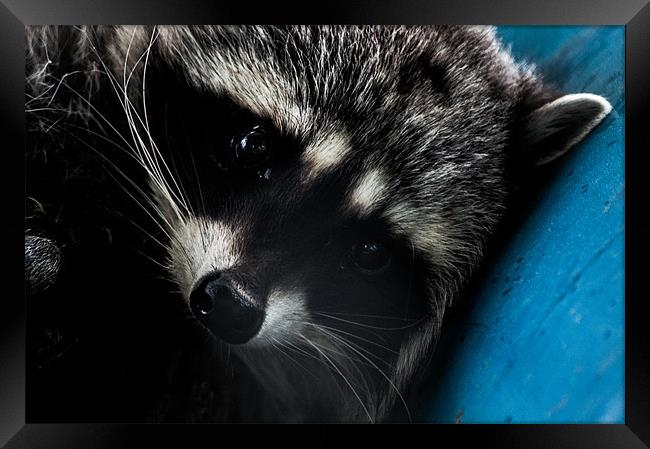 Close Up Of Raccoon on Blue I Framed Print by Chris Hill