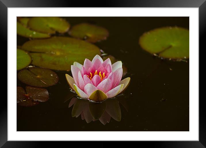 WATER LILY REFLECTION Framed Mounted Print by Matthew Burniston