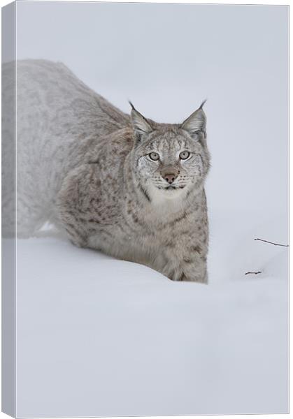 Eurasian Lynx Canvas Print by Natures' Canvas: Wall Art  & Prints by Andy Astbury