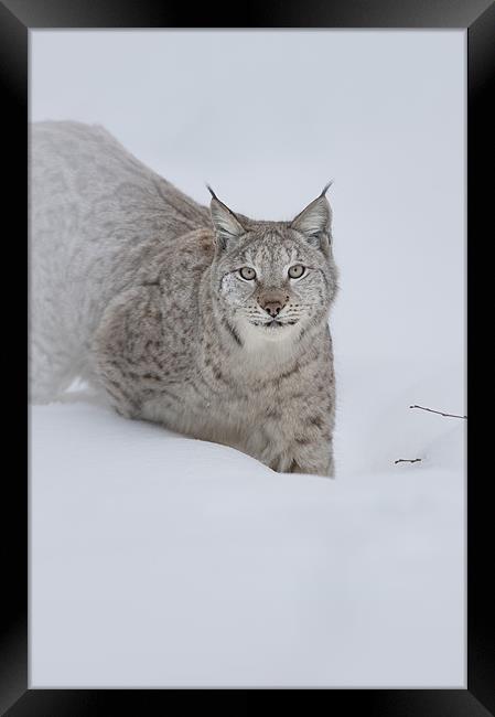 Eurasian Lynx Framed Print by Natures' Canvas: Wall Art  & Prints by Andy Astbury