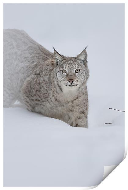 Eurasian Lynx Print by Natures' Canvas: Wall Art  & Prints by Andy Astbury