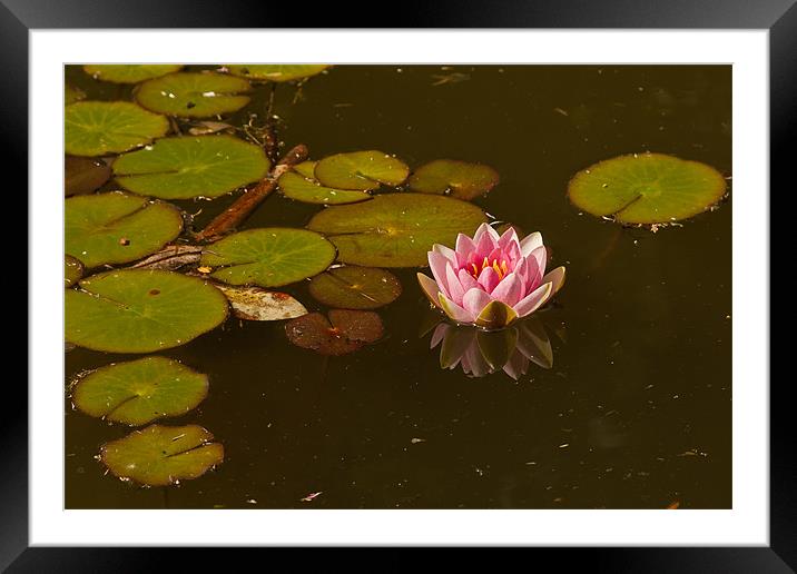 WATER LILY REFLECTION 2 Framed Mounted Print by Matthew Burniston