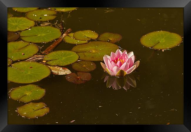 WATER LILY REFLECTION 2 Framed Print by Matthew Burniston