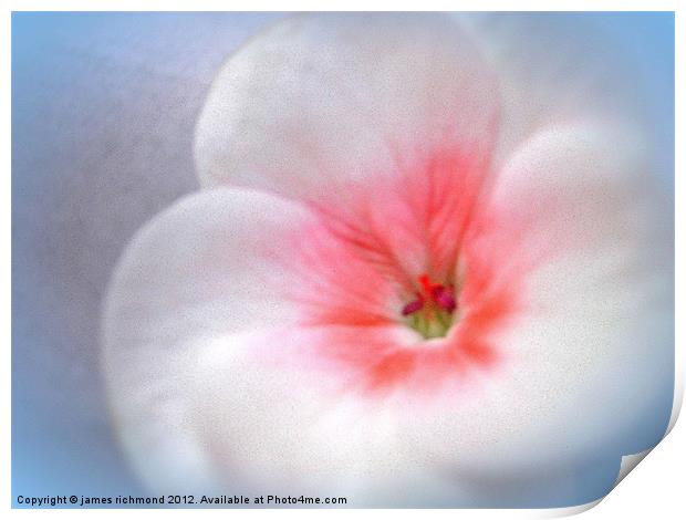 White Flower Print by james richmond