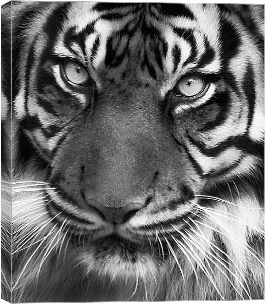 Tiger Portrait Mono Canvas Print by John Dickson