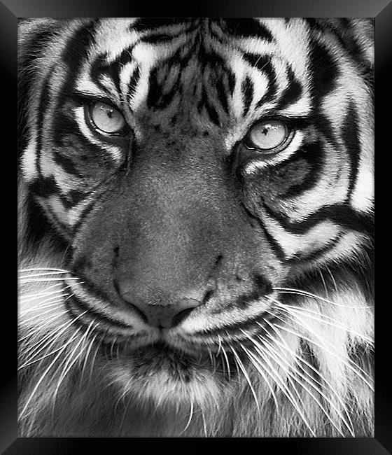 Tiger Portrait Mono Framed Print by John Dickson