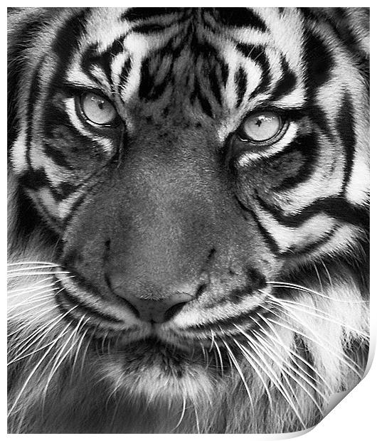 Tiger Portrait Mono Print by John Dickson