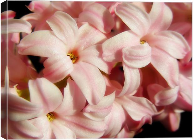 Pink Hyacinth Canvas Print by Mary Lane