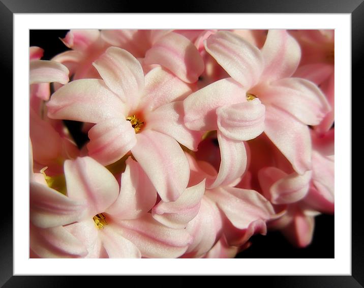 Pink Hyacinth Framed Mounted Print by Mary Lane