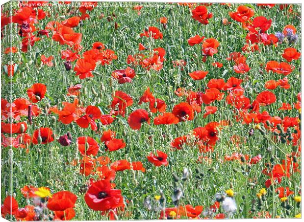 Winchester Hill poppy field. Canvas Print by Anthony Kellaway