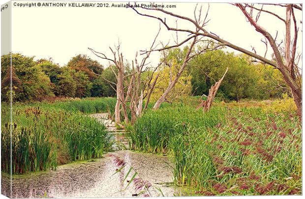 SLIMBRIDGE WETLANDS FROM THE HIDE Canvas Print by Anthony Kellaway