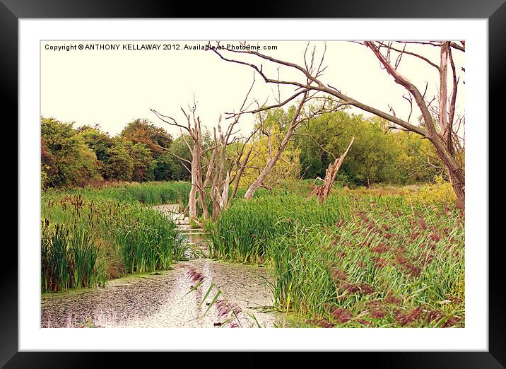 SLIMBRIDGE WETLANDS FROM THE HIDE Framed Mounted Print by Anthony Kellaway