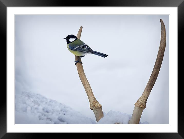 GREAT TIT AND ANTLERS Framed Mounted Print by Anthony R Dudley (LRPS)