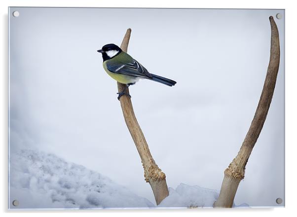 GREAT TIT AND ANTLERS Acrylic by Anthony R Dudley (LRPS)